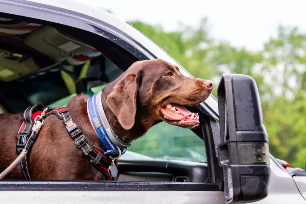 Vizslas back seat cover for Hyundai Palisade